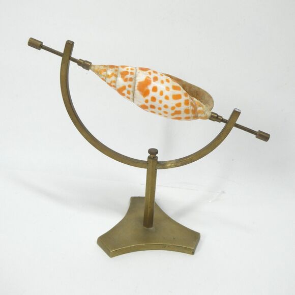 Episcopal Miter Seashell on Brass Caliper Display Stand Vintage Shell Specimen - Picture 1 of 11
